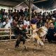 Mafia Judi Sabung Ayam Trowulan Diduga Kembali Beraksi, Warga Pertanyakan Ketegasan APH