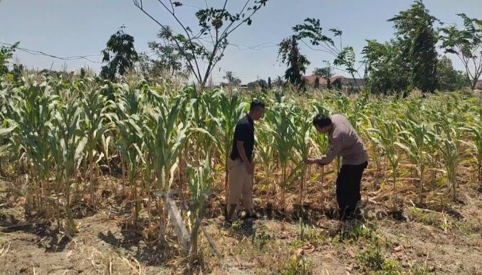 Polsek Balongpanggang Pantau Tanaman Jagung di Kedungpring, Dukung Ketahanan Pangan