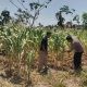 Polsek Balongpanggang Pantau Tanaman Jagung di Kedungpring, Dukung Ketahanan Pangan