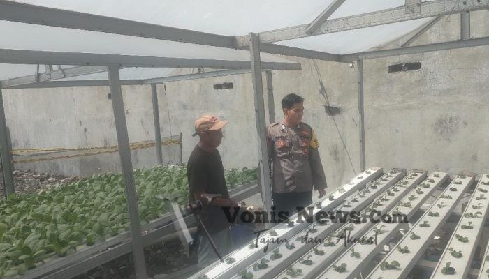 Polsek Driyorejo Cek Tanaman Sawi di Krikilan, Dukung Program Ketahanan Pangan