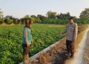 Polsek Bungah Cek Tanaman Kedelai di Desa Masangan, Perkuat Ketahanan Pangan