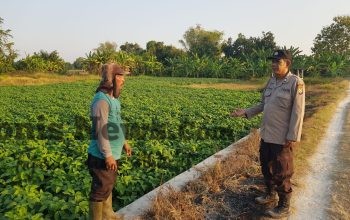 Polsek Bungah Cek Tanaman Kedelai di Desa Masangan, Perkuat Ketahanan Pangan
