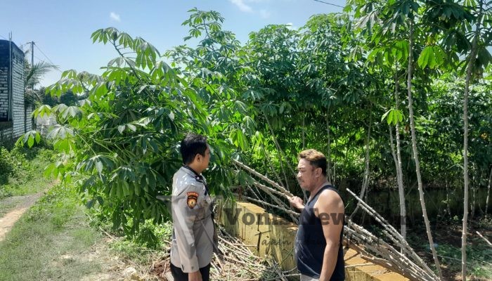 Polsek Ujungpangkah Cek Tanaman Ubi Singkong di Kebonagung, Dukung Ketahanan Pangan Nasional