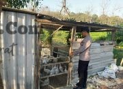 Polsek Panceng Cek Kandang Bebek Mentok di Desa Prupuh, Dukung Program Ketahanan Pangan