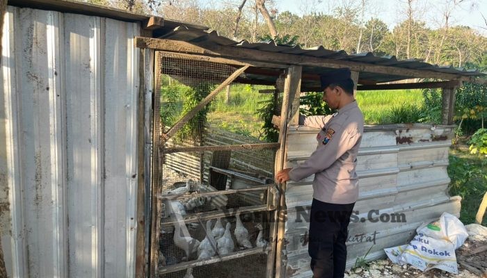 Polsek Panceng Cek Kandang Bebek Mentok di Desa Prupuh, Dukung Program Ketahanan Pangan