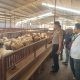 Polsek Kedamean Cek Peternakan Kambing di Sidoraharjo, Dukung Program Ketahanan Pangan