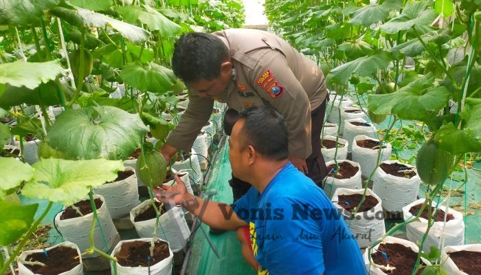 Polsek Manyar Dukung Ketahanan Pangan, Cek Budidaya Melon di Desa Mentaras