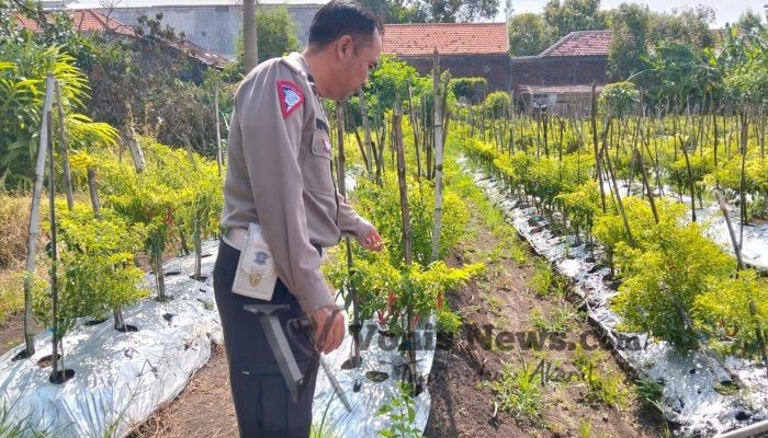 Polsek Menganti Cek Tanaman Cabai di Bringkang, Dukung Ketahanan Pangan Nasional