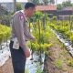 Polsek Menganti Cek Tanaman Cabai di Bringkang, Dukung Ketahanan Pangan Nasional