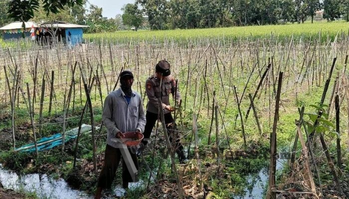 Polsek Sidayu Pantau Tanaman Melon di Lasem, Dukung Ketahanan Pangan Nasional