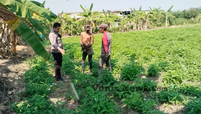 Polsek Benjeng Pantau Budidaya Kangkung di Kalipadang, Perkuat Ketahanan Pangan Nasional