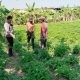 Polsek Benjeng Pantau Budidaya Kangkung di Kalipadang, Perkuat Ketahanan Pangan Nasional