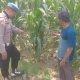 Polsek Balongpanggang Pantau Tanaman Jagung di Desa Dapet, Dukung Ketahanan Pangan Nasional