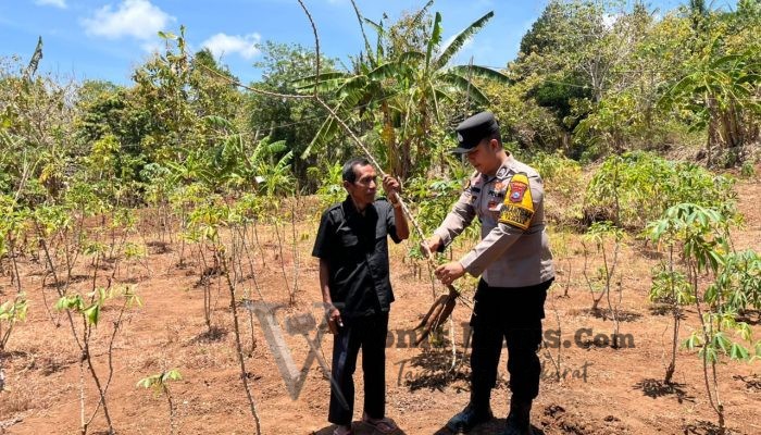 Dukung Ketahanan Pangan, Polsek Tambak Cek Tanaman Ubi Kayu di Desa Tanjungori