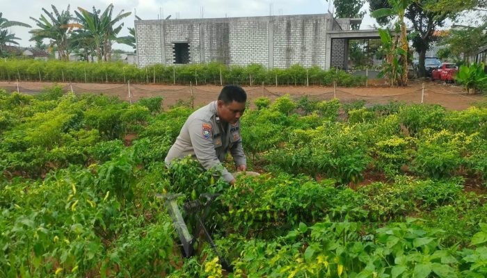 Polsek Dukun Cek Tanaman Cabai di Mentaras, Perkuat Ketahanan Pangan Nasional