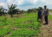 Polsek Bungah Cek Tanaman Kacang Hijau di Melirang, Dukung Ketahanan Pangan Nasional
