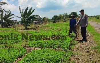 Polsek Bungah Cek Tanaman Kacang Hijau di Melirang, Dukung Ketahanan Pangan Nasional