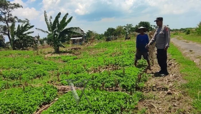 Polsek Bungah Cek Tanaman Kacang Hijau di Melirang, Dukung Ketahanan Pangan Nasional