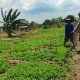Polsek Bungah Cek Tanaman Kacang Hijau di Melirang, Dukung Ketahanan Pangan Nasional
