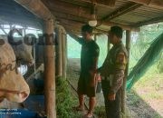 Polsek Driyorejo Cek Peternakan Sapi di Periken, Dukung Ketahanan Pangan Nasional