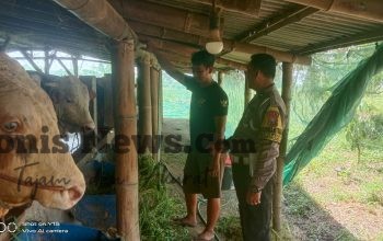 Polsek Driyorejo Cek Peternakan Sapi di Periken, Dukung Ketahanan Pangan Nasional