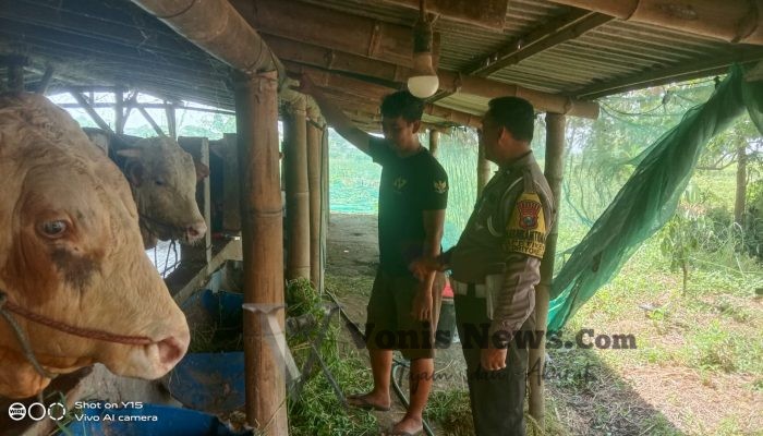 Polsek Driyorejo Cek Peternakan Sapi di Periken, Dukung Ketahanan Pangan Nasional