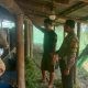 Polsek Driyorejo Cek Peternakan Sapi di Periken, Dukung Ketahanan Pangan Nasional