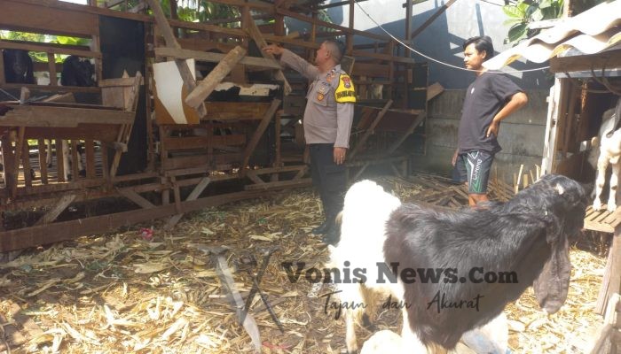 Polsek Cerme Cek Peternakan Kambing di Banjarsari, Dukung Ketahanan Pangan Nasional