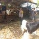 Polsek Cerme Cek Peternakan Kambing di Banjarsari, Dukung Ketahanan Pangan Nasional
