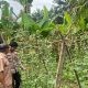Polres Gresik Perkuat Ketahanan Pangan, Pantau Budidaya Kacang Panjang di Desa Lebak