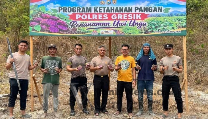 Polres Gresik Tanam Uwi Ungu di Kebomas, Perkuat Ketahanan Pangan Bergizi