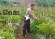 Polsek Menganti Cek Tanaman Lombok di Bringkang, Perkuat Ketahanan Pangan Nasional