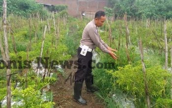 Polsek Menganti Cek Tanaman Lombok di Bringkang, Perkuat Ketahanan Pangan Nasional