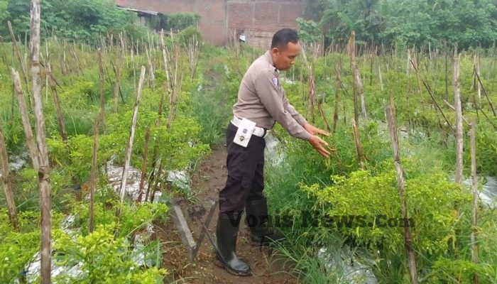 Polsek Menganti Cek Tanaman Lombok di Bringkang, Perkuat Ketahanan Pangan Nasional
