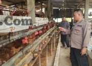 Polres Gresik Cek Peternakan Ayam Petelur, Perkuat Ketahanan Pangan Nasional