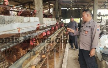 Polres Gresik Cek Peternakan Ayam Petelur, Perkuat Ketahanan Pangan Nasional