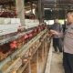 Polres Gresik Cek Peternakan Ayam Petelur, Perkuat Ketahanan Pangan Nasional