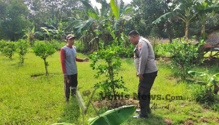 Polres Gresik Pantau Tanaman Jeruk di Desa Petiyintunggal, Dukung Ketahanan Pangan Nasional